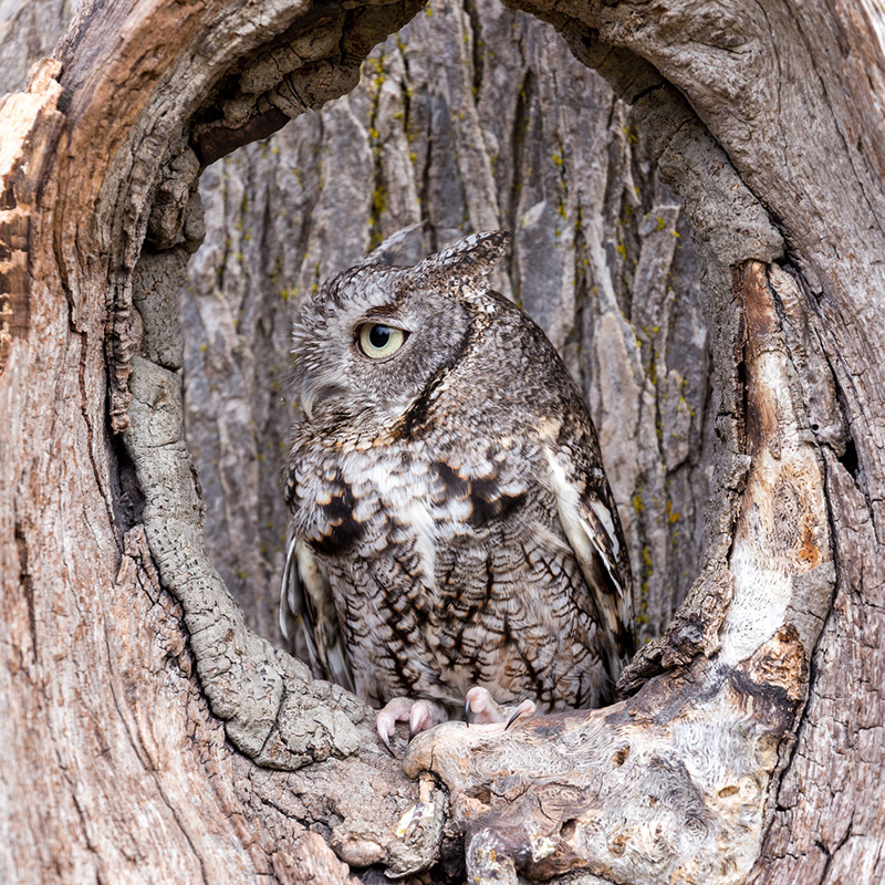 An owl sitting in the hole of a tree symbolizing something hidden that is in plain sight.